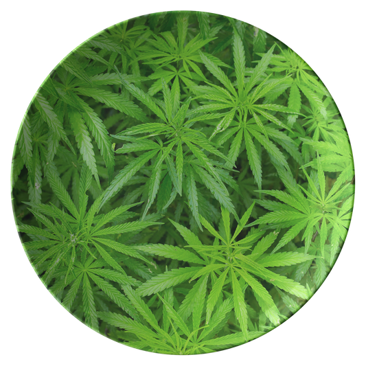 That Green Cannabis Plate