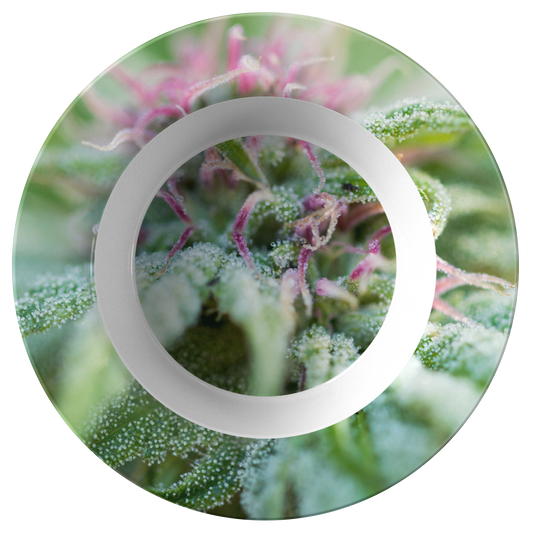 Blooming With Purple Cannabis Bowl