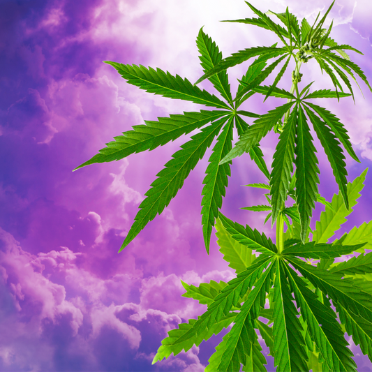 Cannabis: Unveiling the Healing Elegance for Mind, Body, and Home