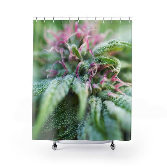 Blooming With Purple Cannabis Custom Designed Shower Curtain. A Unique Cannabis Gift For Friends & Family. Cannabis Dec For Your Home.
