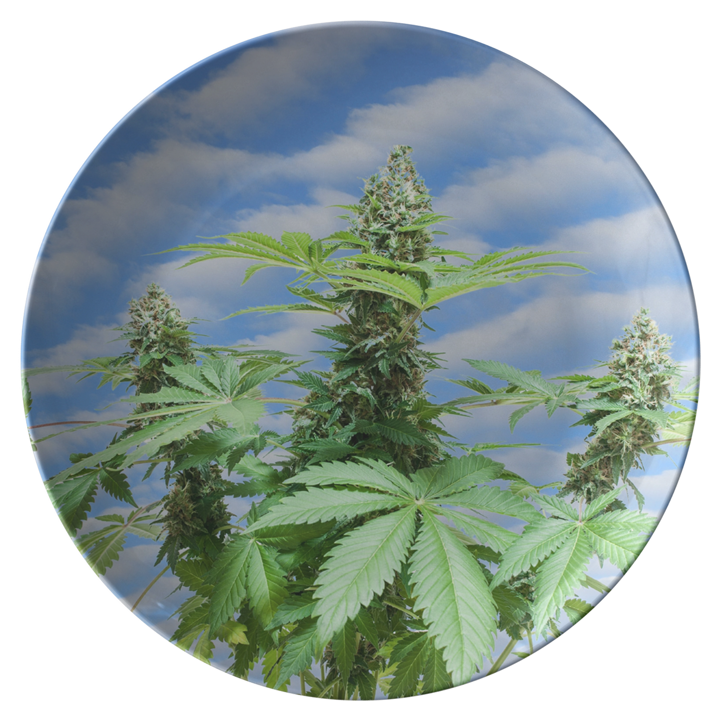 Sono Bella Cannabis Plate