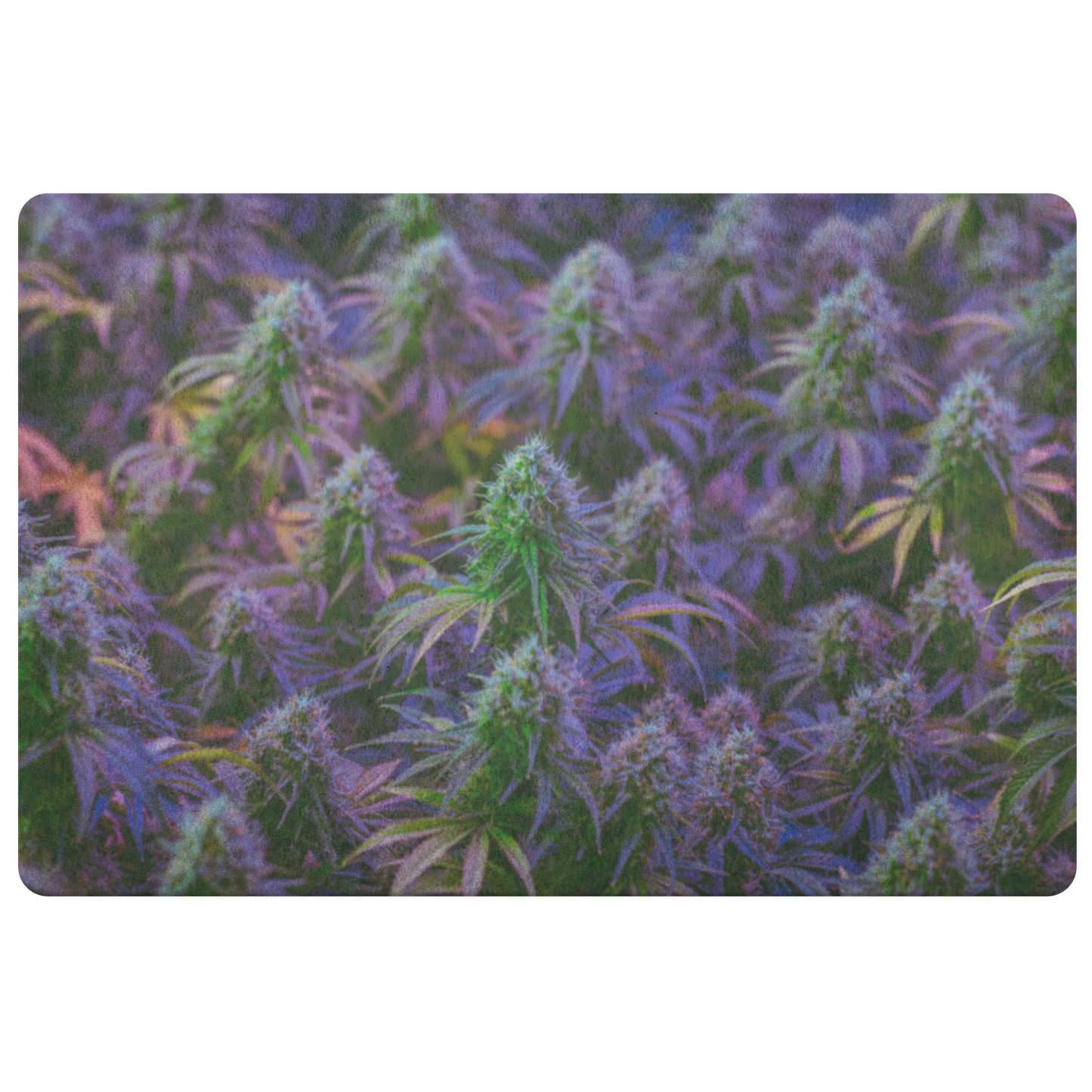 The Purple Cannabis Door Mat