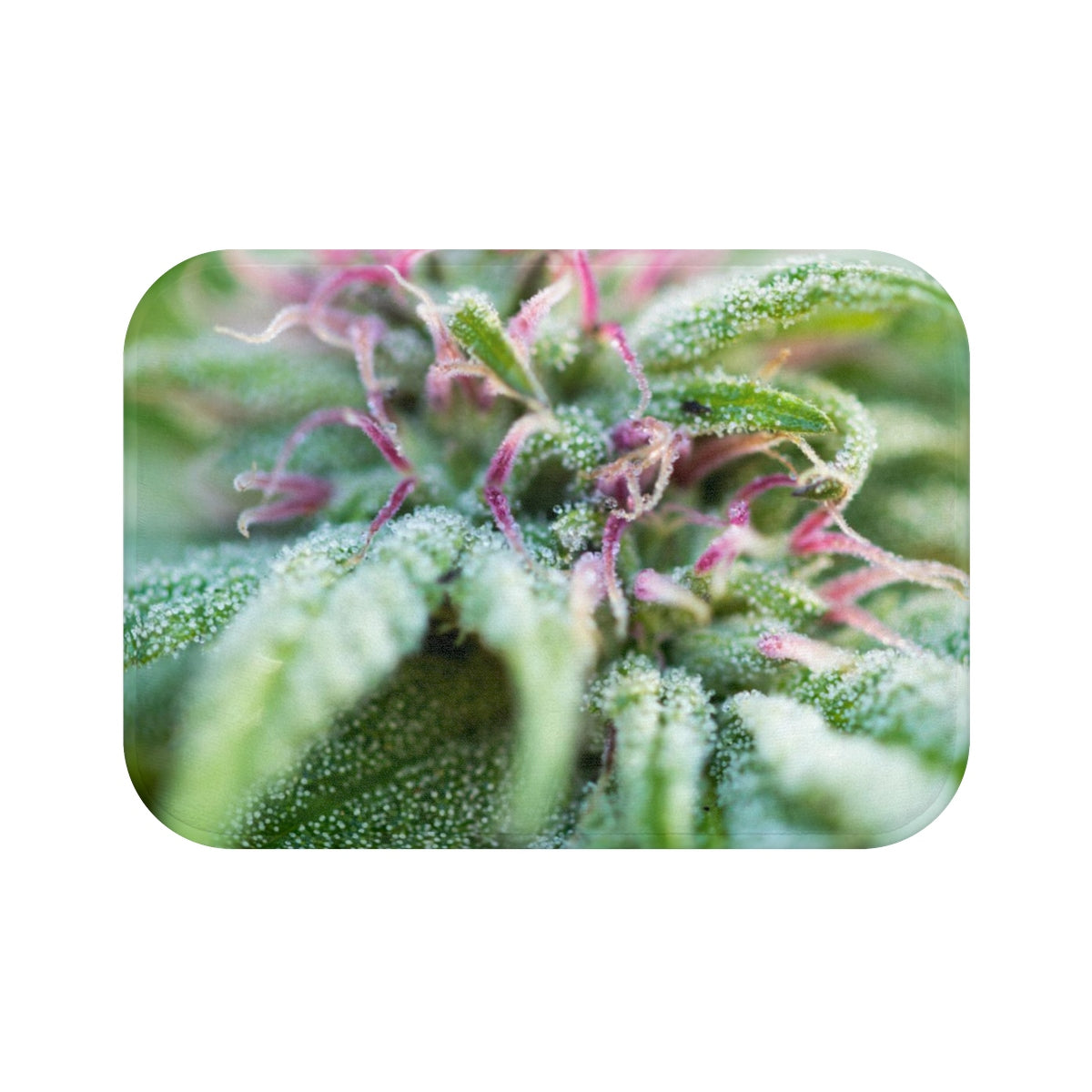 Blooming With Purple Cannabis Custom Designed Towel.  A Unique Cannabis Gift For Friends & Family. Cannabis Decor For Your Home.