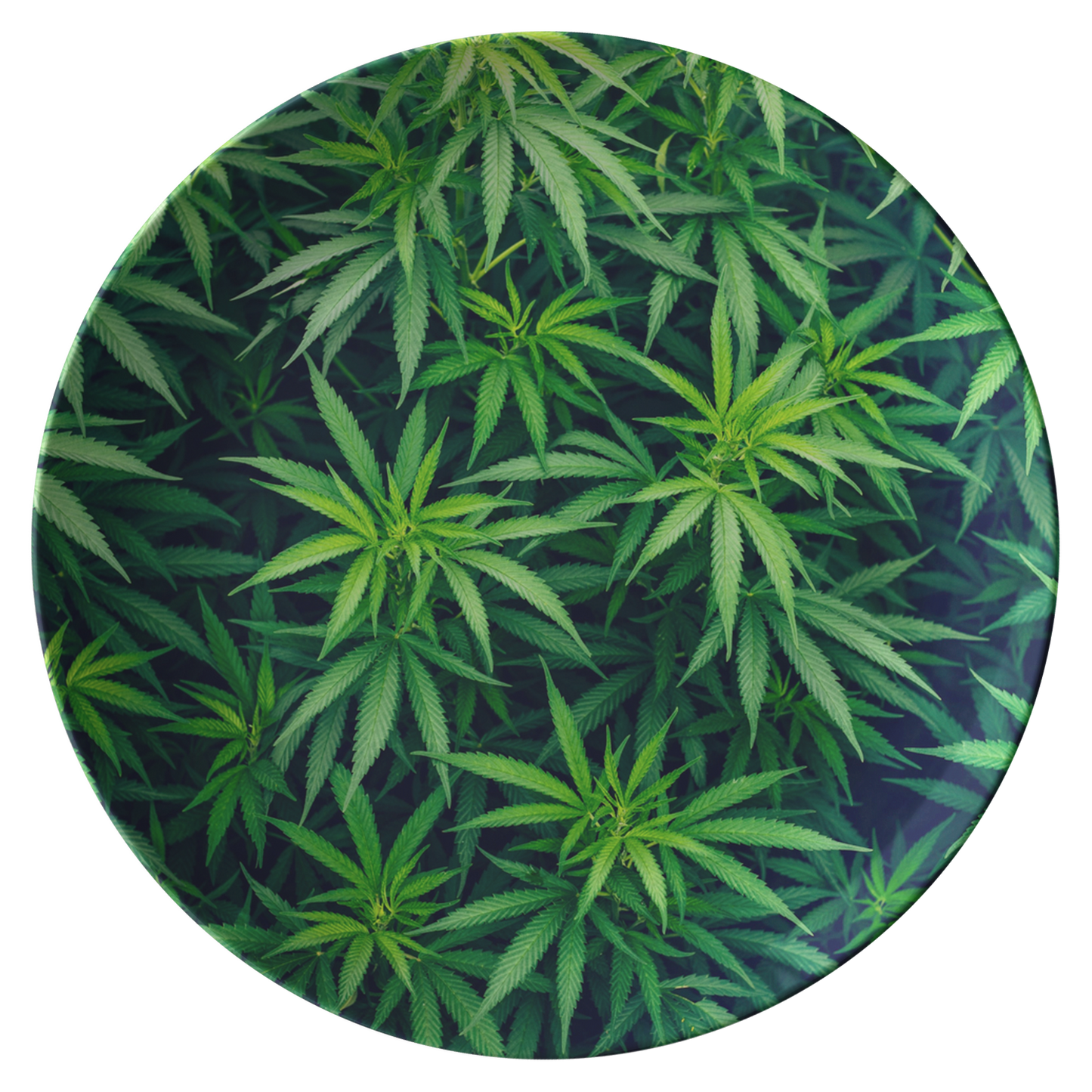 My Cannabis Plate