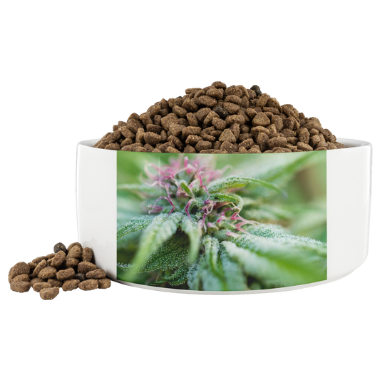 Blooming With Purple Cannabis Pet Bowl