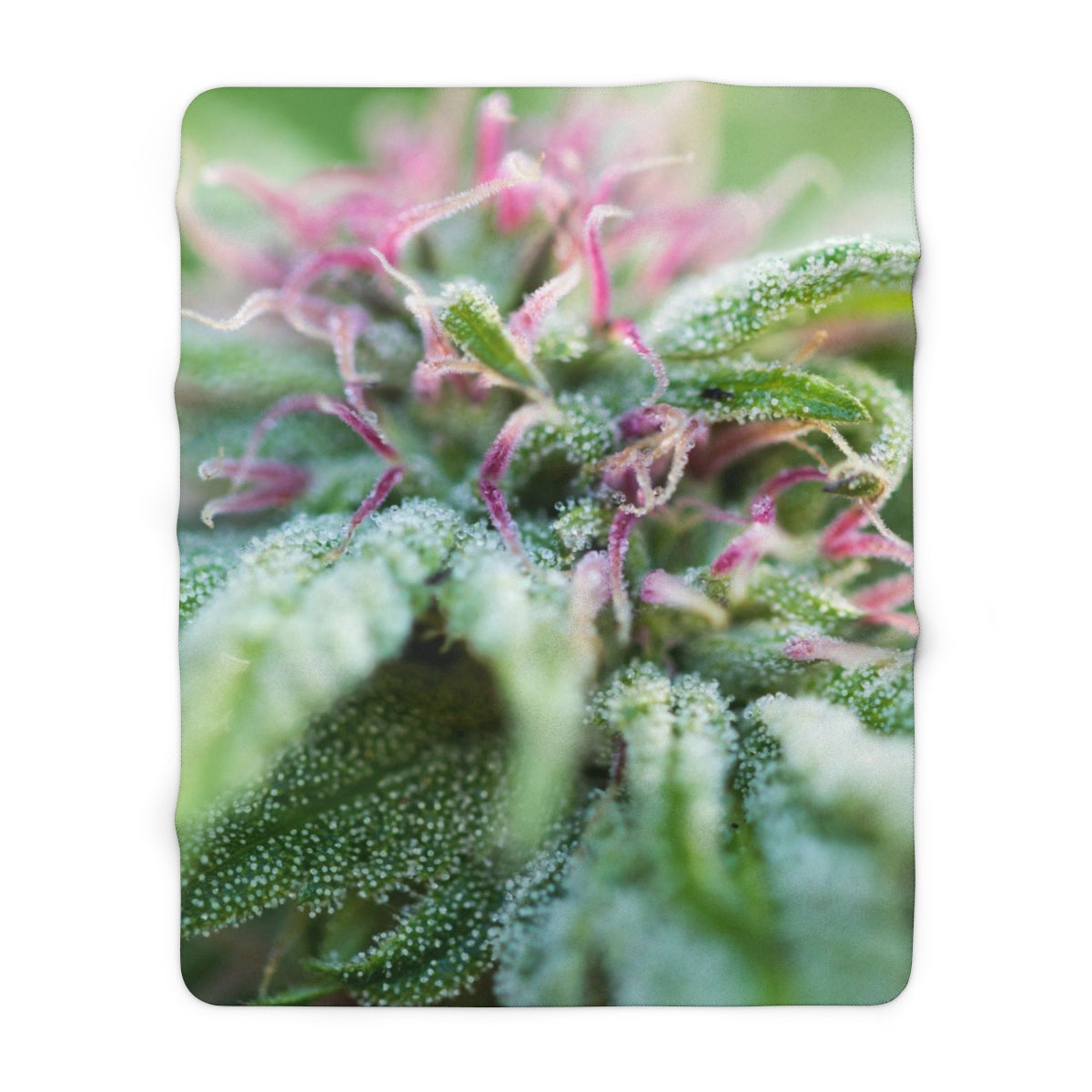 Blooming With Purple Cannabis Sherpa Fleece Blanket