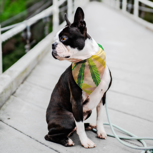 Sunrise Sunset Cannabis Pet Bandana