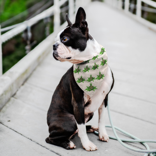 Semplicemente Cannabis Pet Bandana