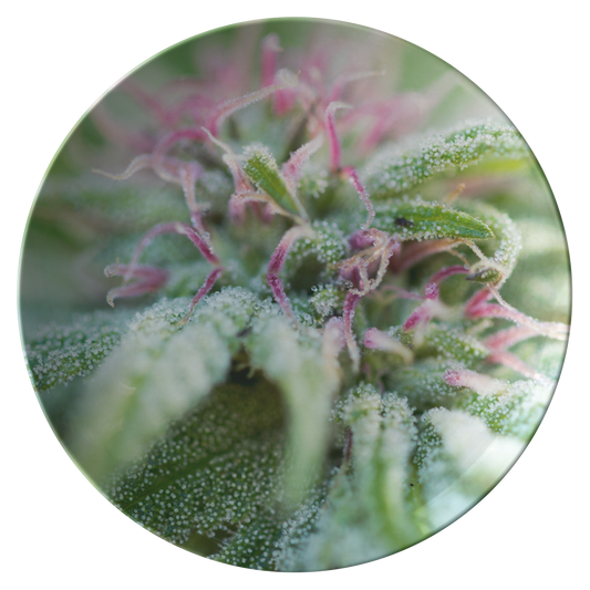 Blooming With Purple Cannabis Plate