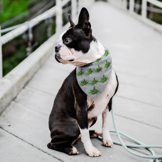Semplicemente Cannabis Pet Bandana