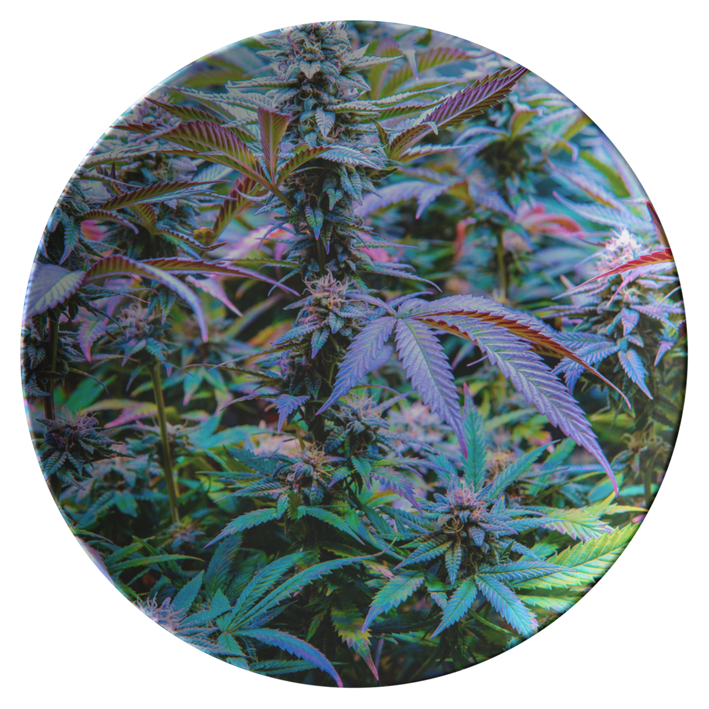 The Rainbow Cannabis Plate