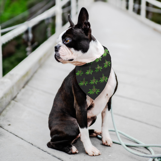 Semplicemente Cannabis Pet Bandana