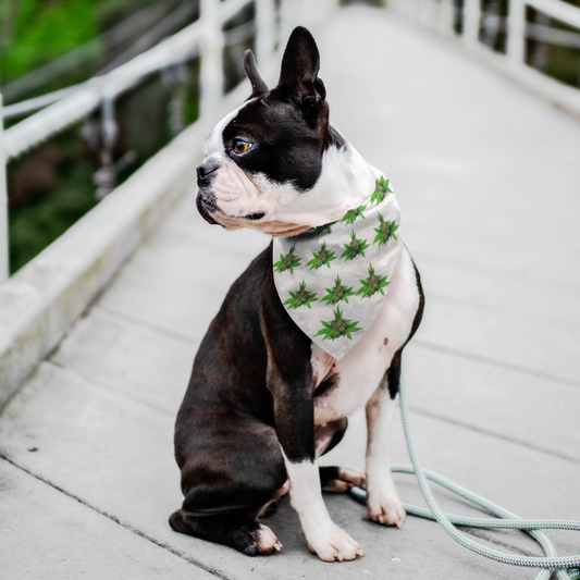 Semplicemente Cannabis Pet Bandana