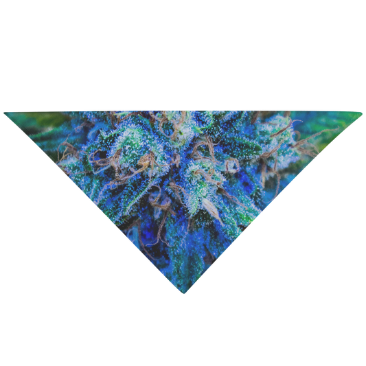 Catturare La Mia Attenzione Cannabis Pet Bandana