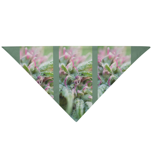 Blooming With Purple Cannabis Pet Bandana