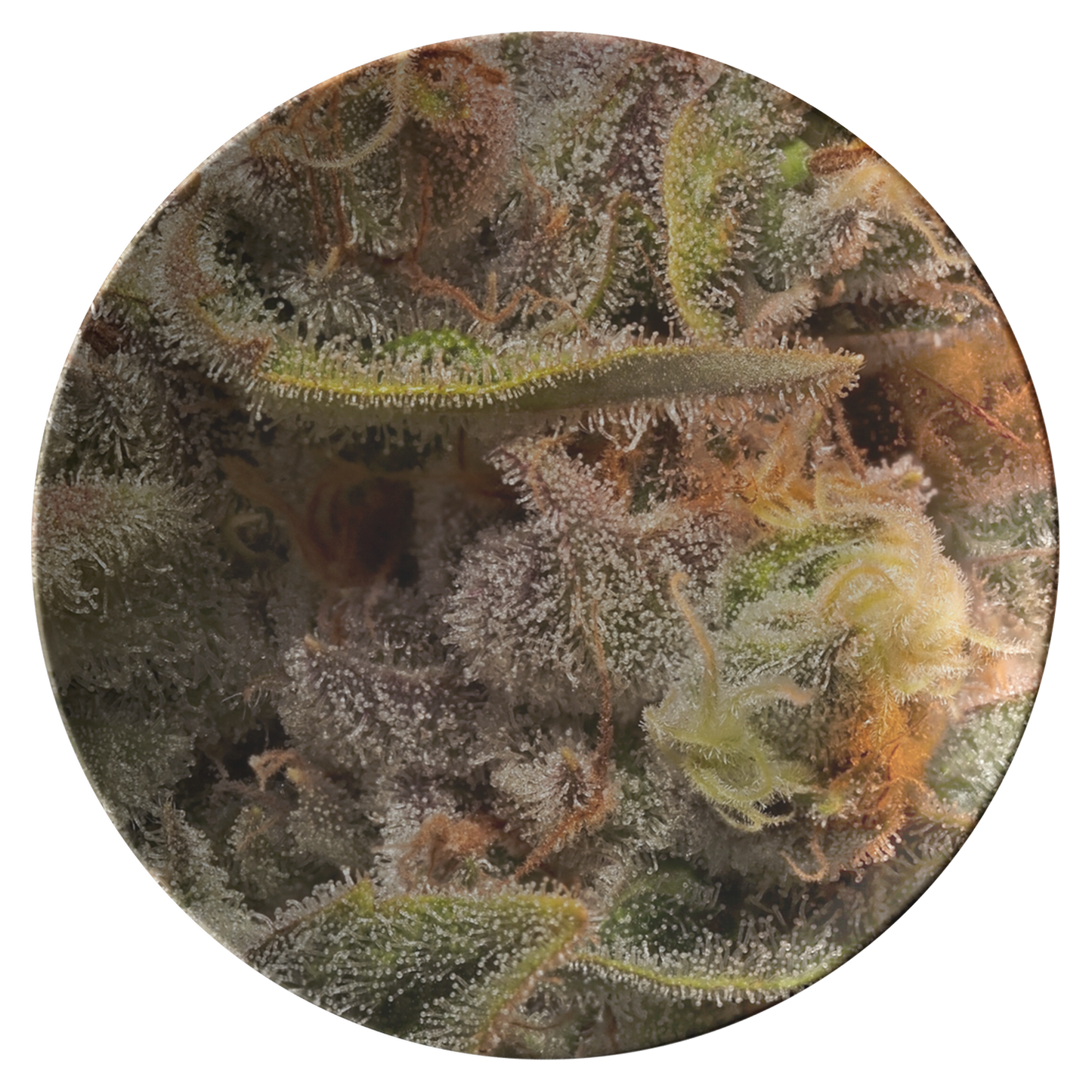 CannaNug Cannabis Plate