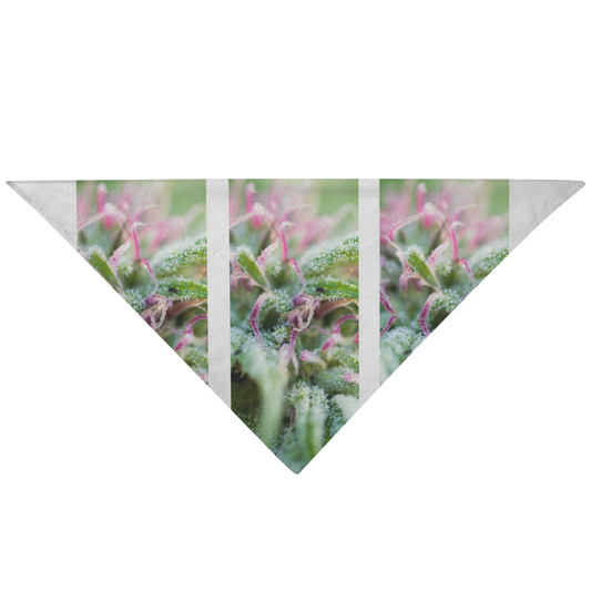 Blooming With Purple Cannabis Pet Bandana