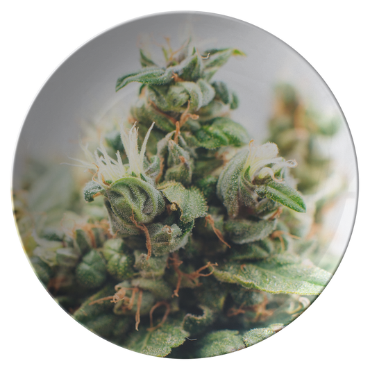 CannaBloom Cannabis Plate