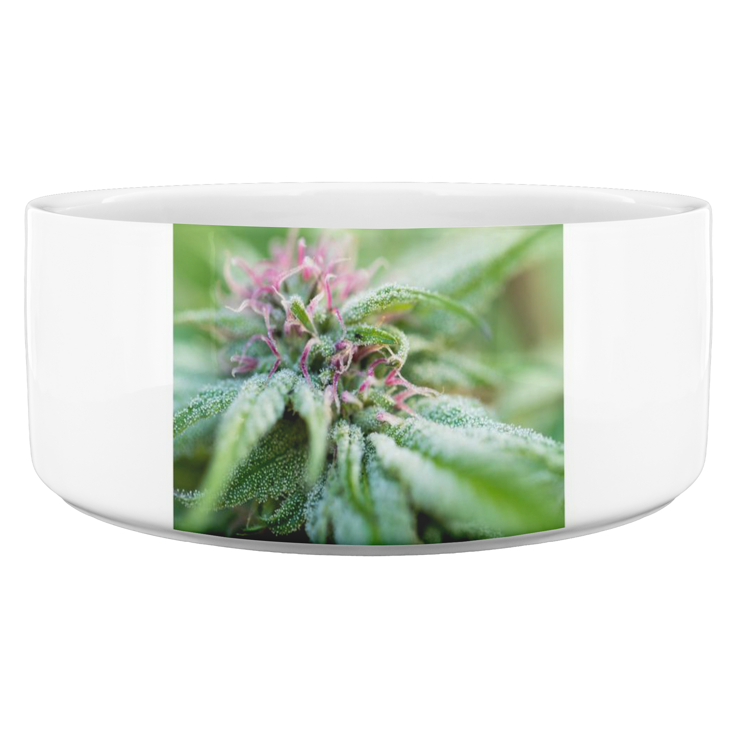 Blooming With Purple Cannabis Pet Bowl