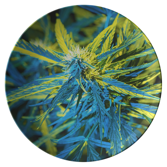 Into The Cannabis Galaxy Blue Plate