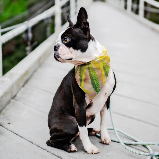 Sunrise Sunset Cannabis Pet Bandana