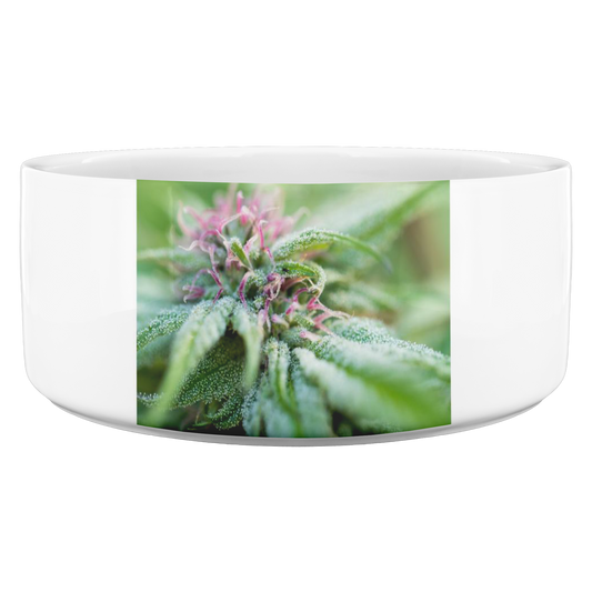 Blooming With Purple Cannabis Pet Bowl