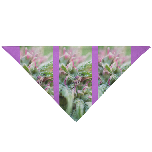 Blooming With Purple Cannabis Pet Bandana