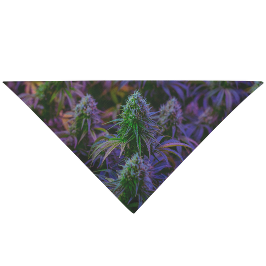 The Purple Cannabis Pet Bandana