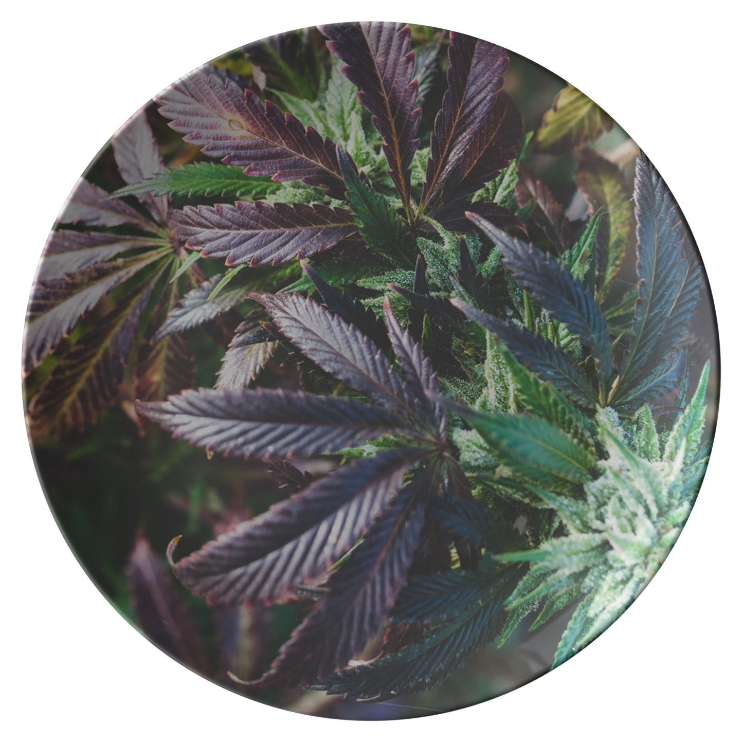 My Cannabis Garden Plate