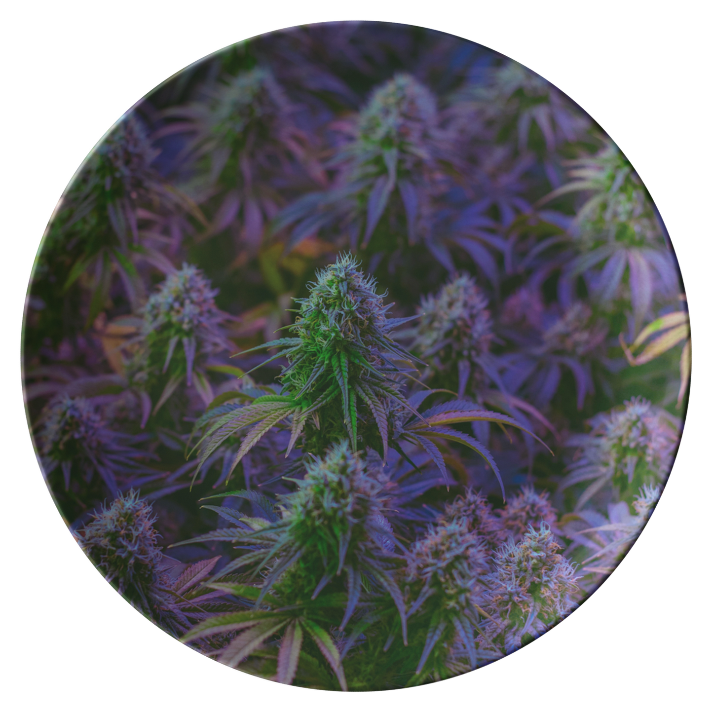The Purple Cannabis Plate