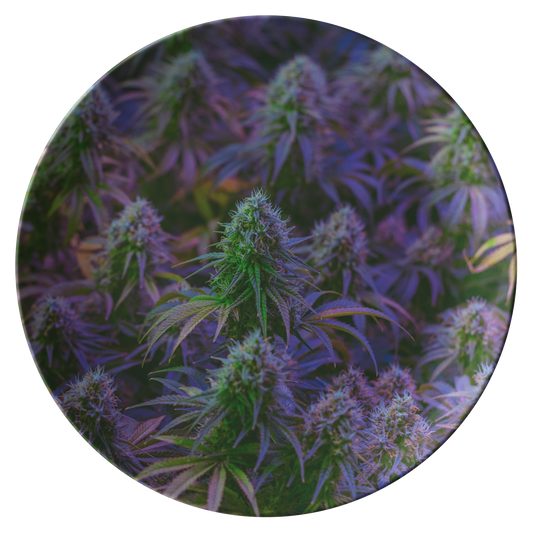 The Purple Cannabis Plate