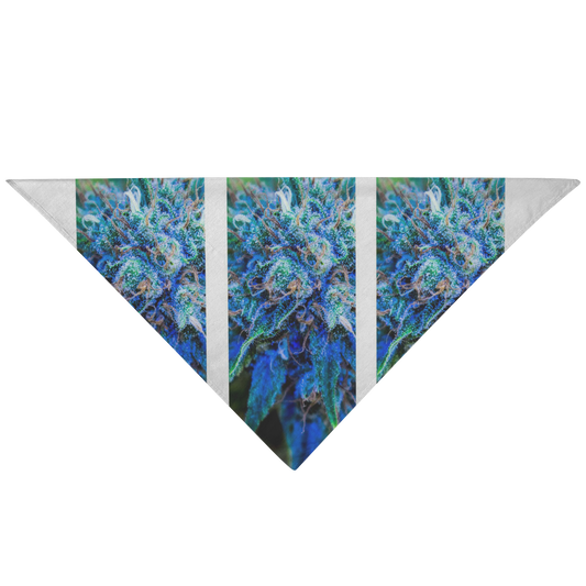 Catturare La Mia Attenzione Cannabis Pet Bandana