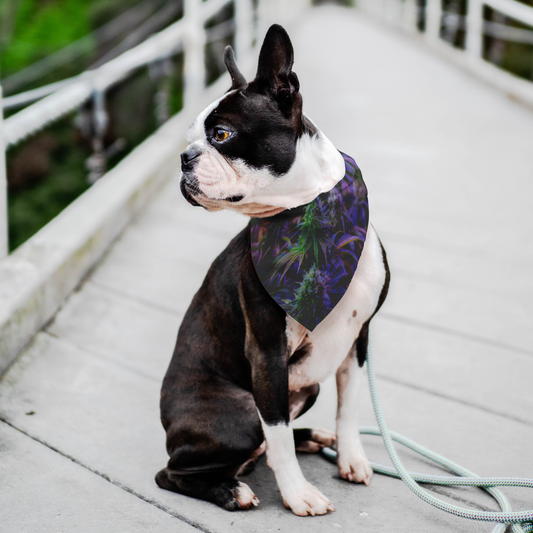 The Purple Cannabis Pet Bandana