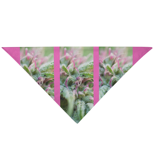 Blooming With Purple Cannabis Pet Bandana