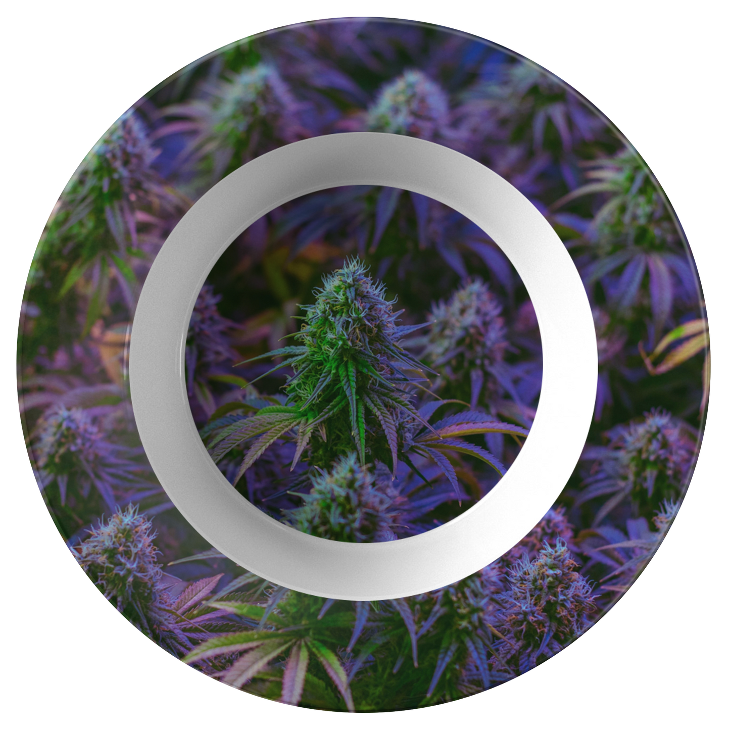 The Purple Cannabis Bowl
