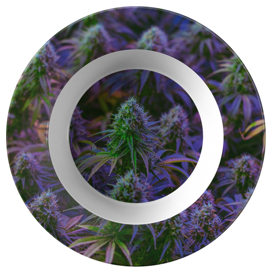 The Purple Cannabis Bowl